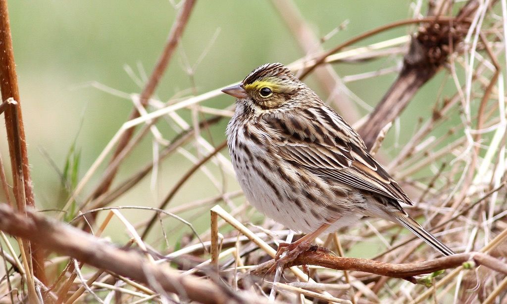 Savannah Sparrow by Fyn Kynd is licensed under CC BY 2.0.